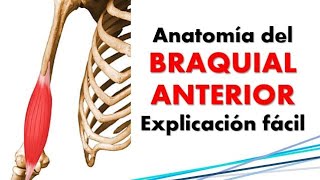 Anatomía del músculo BRAQUIAL ANTERIOR [upl. by Atoel]