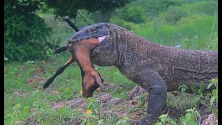 Komodo Dragon Swallow Baby Goat Full HD [upl. by Dnilasor307]