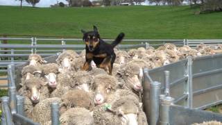 Yard Work New Imported Australian bloodlines to Devonairs kelpie stud [upl. by Atteuqram]