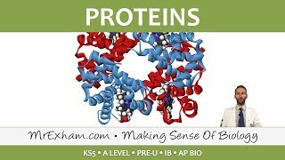 Chemicals of Life  Proteins  Post 16 Biology A Level PreU IB AP Bio [upl. by Euk457]