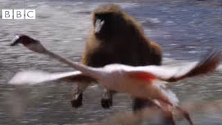 BABOON Vs FLAMINGOS  EARTHFLIGHT [upl. by Ais]