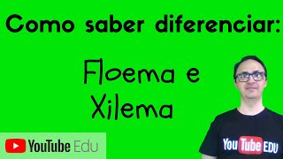 Diferenças entre Xilema e Floema [upl. by Netsreik367]