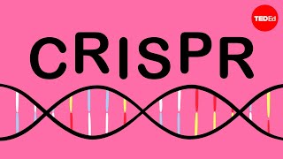 How CRISPR lets you edit DNA  Andrea M Henle [upl. by Meyeroff105]