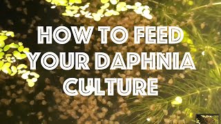 How To Feed Your Daphnia Culture [upl. by Agnese307]