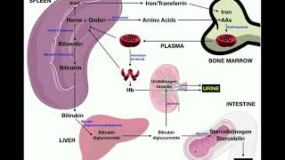 Anatomy  Erythrocyte RBC Metabolism [upl. by Eppesiug]