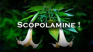 Scopolamine  Worlds Most Dangerous Drug [upl. by Nethsa590]