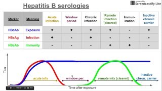 Hepatitis B Virus Serology [upl. by Ahsilat]