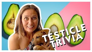 Testicle Trivia [upl. by Agretha]