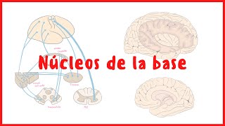 NEUROANATOMÍA  Núcleos de la base  Neuroanatomía  Blasto Med [upl. by Besse12]