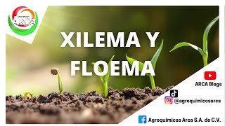 HABLEMOS DE XILEMA Y FLOEMA [upl. by Annaeg]