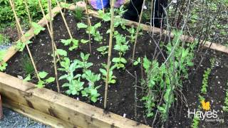 How to Support Growing Broad Beans [upl. by Esiralc556]