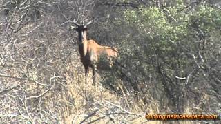 Hunting tsessebe in South Africa [upl. by Sungam]