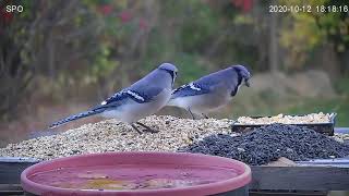 Blue Jay Calling  Food Call [upl. by Ennailuj]