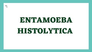 Entamoeba histolytica life cycle  morphology  Laboratory diagnosis  full explained  medzukhruf [upl. by Nador]