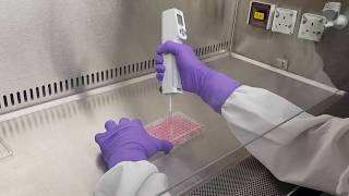 Cell proliferation and cytotoxicity assay [upl. by Eatnhoj254]