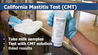 California Mastitis Testing for Dairy Cows [upl. by Slifka591]