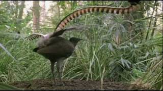 Lyrebird Imitating Manmade Sounds in Forest [upl. by Reivaxe]