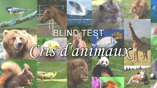 BLIND TEST  Cris danimaux [upl. by Leinadnhoj539]