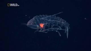 Creatures of the Deep Ocean National Geographic Documentary [upl. by Nasya]