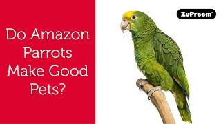 Do Amazon Parrots Make Good Pet Birds  Tips for Bird Owners [upl. by Gudrin]