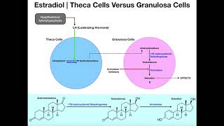 Estradiol Synthesis  Theca Cells amp Granulosa Cells [upl. by Roderick]