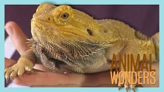 Bearded Dragons What Where How [upl. by Lilhak484]