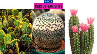 Cactus Varieties A to Z [upl. by Lodi]