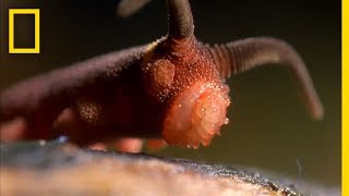 This Worm Uses a quotSilly String of Deathquot  National Geographic [upl. by Elraet718]