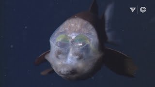 MBARIs Top 10 deepsea animals [upl. by Vincenz287]