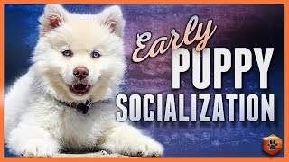 How to do Early Puppy Socialization  Advice Research Power Tips [upl. by Miahc]