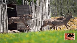 Safari Park Dvůr Králové Antilopa koňská na pláních [upl. by Nwadrebma]