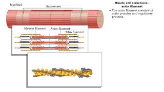 Muscle cell structures  actin myosin and titin filaments [upl. by Nawotna]