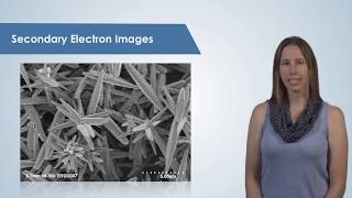 Introduction to the Scanning Electron Microscope SEM [upl. by Helaine]