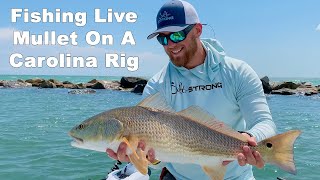 Carolina Rig Best Way To Rig Live Mullet In Heavy Structure amp Current [upl. by Inilahs]