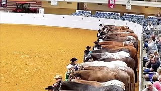 APPALOOSA YOUTH NATIONALS  OKLAHOMA CITY [upl. by Lajet]