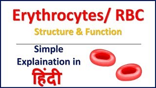 Erythrocytes  RBC  Structure and Function in Hindi  Bhushan Science [upl. by Hulton]