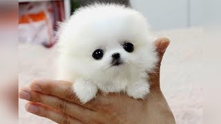 The SMALLEST DOG BREEDS in the World [upl. by Perr761]