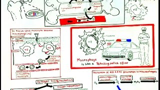 Macrophage and its role in immunity [upl. by Einhpad331]