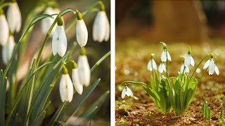 How to Plant Snowdrops Spring Garden Guide [upl. by Pail]