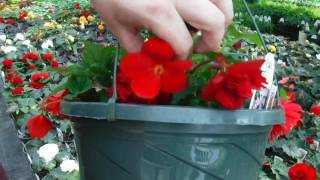 How to grow MASSIVE Begonia Flowers Greenhouse Secret [upl. by Dong]