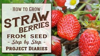 ★ How to Grow Strawberries from Seed A Complete Step by Step Guide [upl. by Lletnuahs]