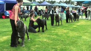 Association of All Mastiff Breeds of Victoria  9th Championship Show  Highlights [upl. by Lapham]