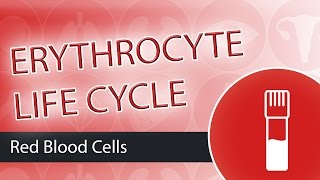 The Erythrocyte Life Cycle [upl. by Baynebridge483]