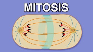 MITOSIS CYTOKINESIS AND THE CELL CYCLE [upl. by Ilrac559]