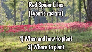 Red Spider Lily Basics [upl. by Nivi]