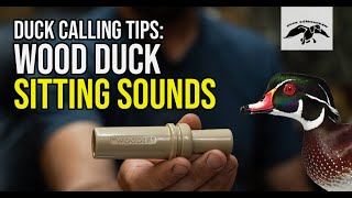 Wood Duck Calling Tips Sitting Sounds [upl. by Benny]