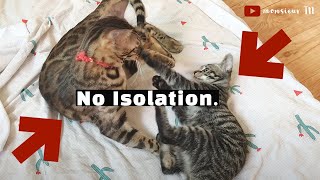 Introduce Cats amp Kittens WITHOUT SeparationIsolation Fastest Method [upl. by Heyman]