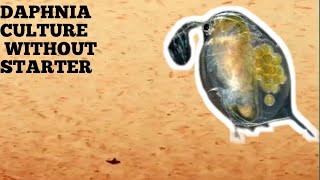 HOW TO CULTURE DAPHNIA NATURALLY WITHOUT A STARTER [upl. by Pessa]