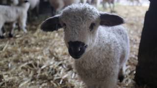 First Swiss Valais Blacknose Sheep in the USA [upl. by Iren527]