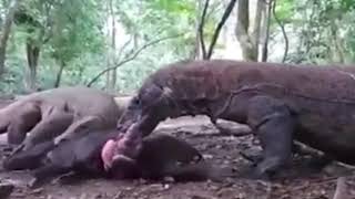 KOMODO DRAGONS EATS A WILD BOAR ALIVE [upl. by Whiney]